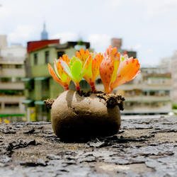 吸盤の肉質（手作り）の小さな鉢植えの植物 6枚目の画像