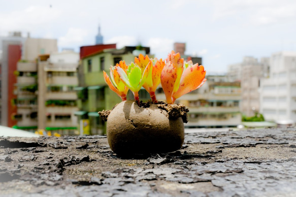 吸盤の肉質（手作り）の小さな鉢植えの植物 6枚目の画像