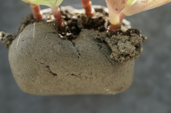 吸盤の肉質（手作り）の小さな鉢植えの植物 7枚目の画像