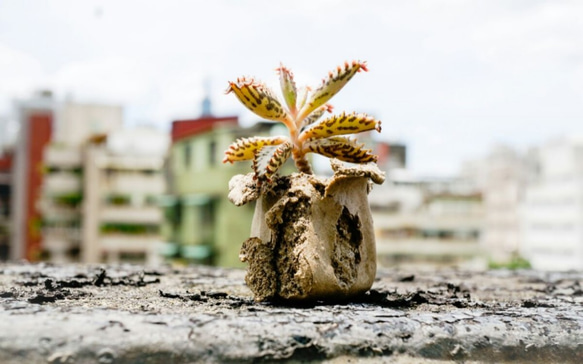 吸盤の肉質（手作り）の小さな鉢植えの植物 1枚目の画像