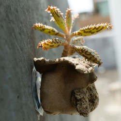 吸盤の肉質（手作り）の小さな鉢植えの植物 3枚目の画像