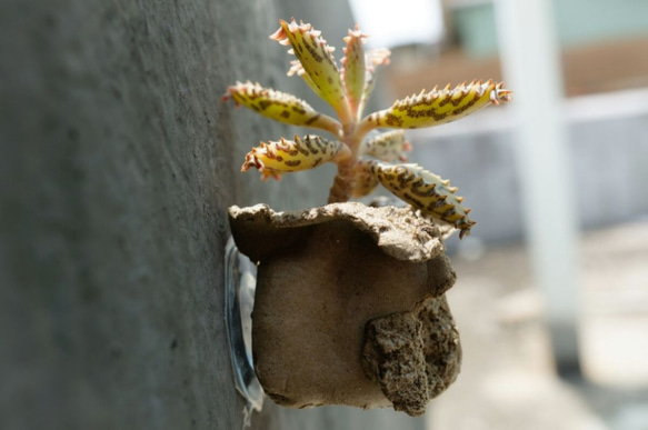 吸盤の肉質（手作り）の小さな鉢植えの植物 3枚目の画像