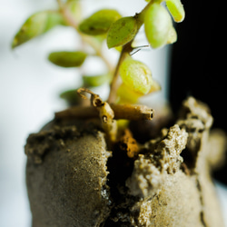 吸盤の肉質（手作り）の小さな鉢植えの植物 3枚目の画像