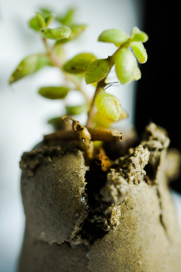 吸盤の肉質（手作り）の小さな鉢植えの植物 3枚目の画像