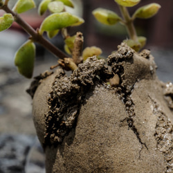 吸盤の肉質（手作り）の小さな鉢植えの植物 4枚目の画像