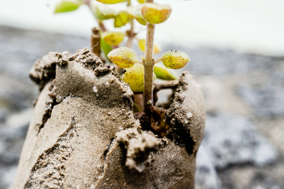 吸盤の肉質（手作り）の小さな鉢植えの植物 5枚目の画像