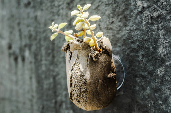 吸盤の肉質（手作り）の小さな鉢植えの植物 1枚目の画像