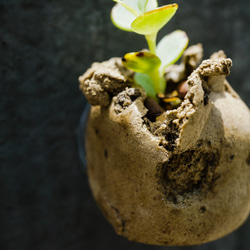 吸盤の肉質（手作り）の小さな鉢植えの植物 2枚目の画像