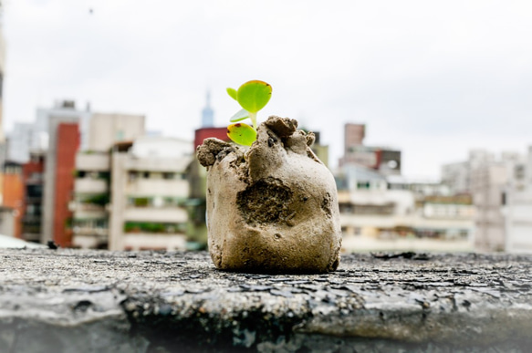 吸盤の肉質（手作り）の小さな鉢植えの植物 5枚目の画像