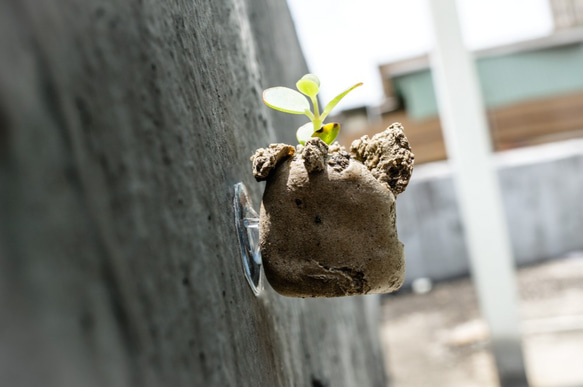 吸盤の肉質（手作り）の小さな鉢植えの植物 6枚目の画像