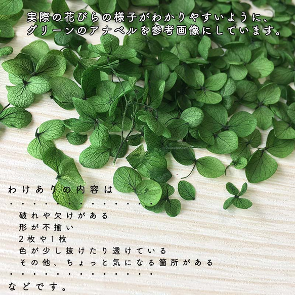 各種造型！合理的產品 [Annabelle/Petal: Navy Blue] &lt;Hydrangea Hydrangea 第4張的照片