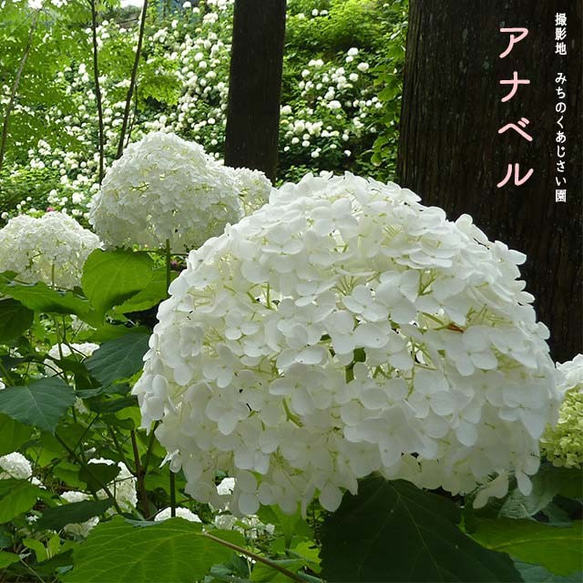 各種造型！合理的產品[Anabel / Petal：Purple] &lt;Hydrangea Hydrangea Hydran 第5張的照片