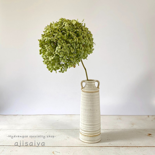 新入荷：2024年産 】特大アナベル ドライフラワー ステム付き 1輪