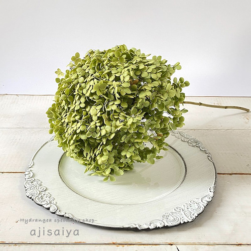 新入荷：2024年産 】特大アナベル ドライフラワー ステム付き 1輪  