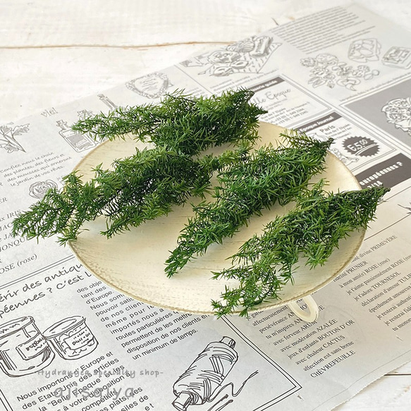 ヒムロスギ　グリーン　【プリザーブドフラワー】 1枚目の画像