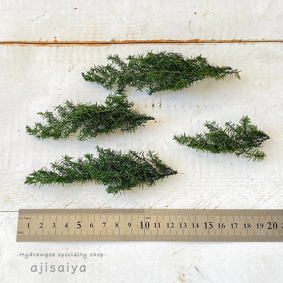 ヒムロスギ　グリーン　【プリザーブドフラワー】 3枚目の画像