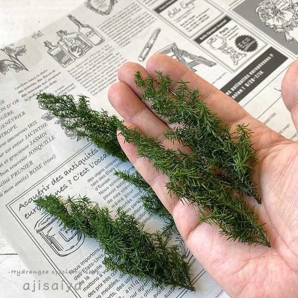 ヒムロスギ　グリーン　【プリザーブドフラワー】 4枚目の画像