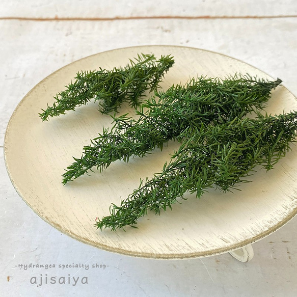 ヒムロスギ　グリーン　【プリザーブドフラワー】 5枚目の画像