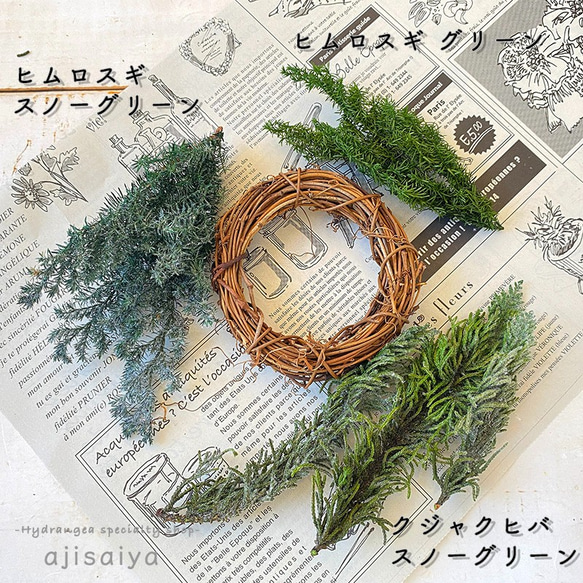 ヒムロスギ　グリーン　【プリザーブドフラワー】 6枚目の画像