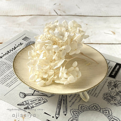 アナベル　オフホワイト　プリザーブドフラワー　 ＜ アジサイ 紫陽花 ＞ 1枚目の画像