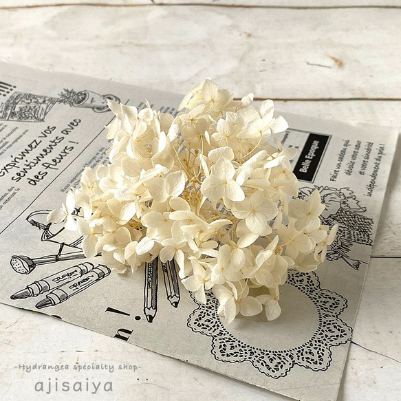 アナベル　オフホワイト　プリザーブドフラワー　 ＜ アジサイ 紫陽花 ＞ 2枚目の画像