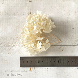 アナベル　オフホワイト　プリザーブドフラワー　 ＜ アジサイ 紫陽花 ＞ 3枚目の画像
