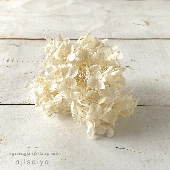 アナベル　オフホワイト　プリザーブドフラワー　 ＜ アジサイ 紫陽花 ＞ 4枚目の画像