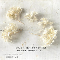 アナベル　オフホワイト　プリザーブドフラワー　 ＜ アジサイ 紫陽花 ＞ 5枚目の画像