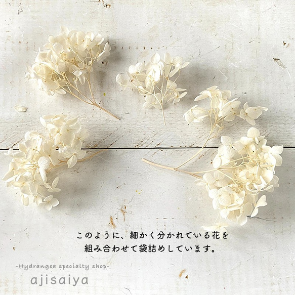 アナベル　オフホワイト　プリザーブドフラワー　 ＜ アジサイ 紫陽花 ＞ 5枚目の画像