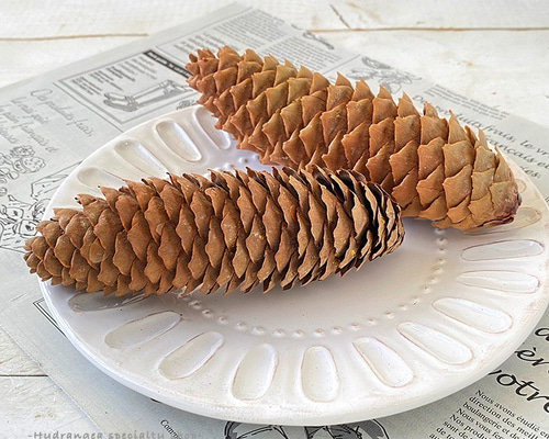 ドイツトウヒ 木の実 ナチュラル 北海道産 その他素材 ちいさな
