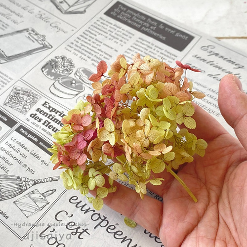 枝付きアナベル グリーン/ボルドー プリザーブドフラワー