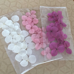 繡球花瓣[國內安娜貝瑞漿果混合30片]繡球運勢分享Michinoku繡球花 第2張的照片