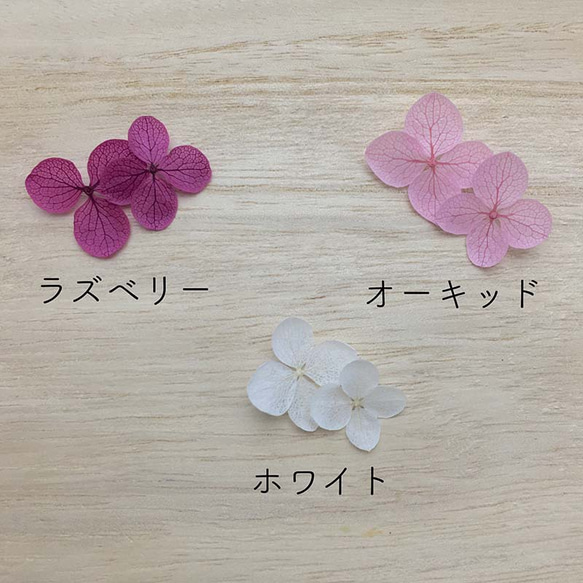 繡球花瓣[國內安娜貝瑞漿果混合30片]繡球運勢分享Michinoku繡球花 第4張的照片