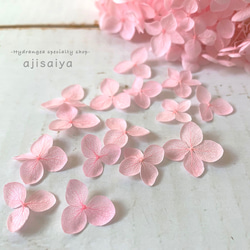 繡球花瓣[國內安娜貝麗粉紅色40件]繡球財富分享Michinoku繡球花 第1張的照片