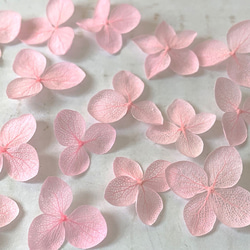 繡球花瓣[國內安娜貝麗粉紅色40件]繡球財富分享Michinoku繡球花 第3張的照片