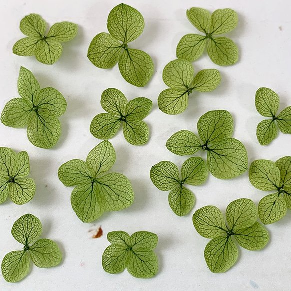 繡球花瓣【國產安娜貝爾苔綠40張】繡球花之福共享陸奧繡球花 第3張的照片