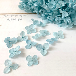 繡球花瓣[40國內安娜貝爾淺藍色]繡球運勢分享Michinoku繡球花 第1張的照片