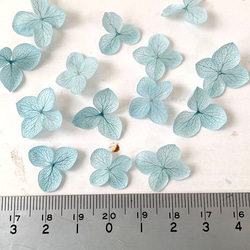繡球花瓣[40國內安娜貝爾淺藍色]繡球運勢分享Michinoku繡球花 第2張的照片