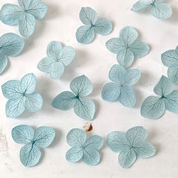 繡球花瓣[40國內安娜貝爾淺藍色]繡球運勢分享Michinoku繡球花 第3張的照片