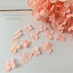 再入荷 】世界最小のバラ リトルウッズ ピンク 国産【 ドライフラワー