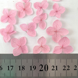 繡球花瓣【國產安娜貝爾蘭花40張】繡球花的幸運分享Michinoku繡球花 第2張的照片