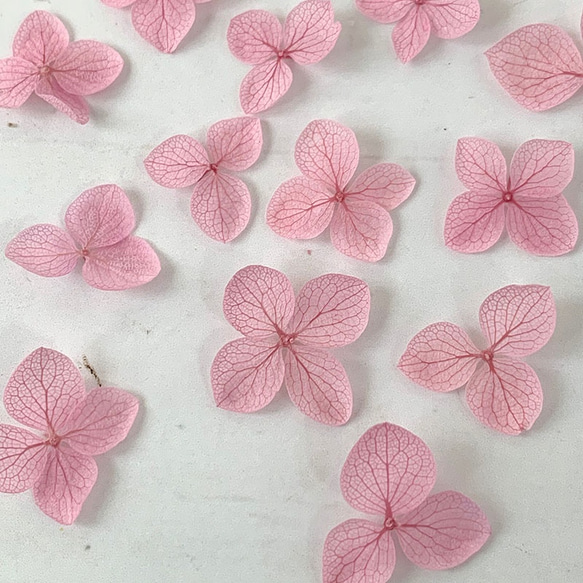 繡球花瓣【國產安娜貝爾蘭花40張】繡球花的幸運分享Michinoku繡球花 第3張的照片