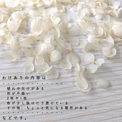 各種造型！合理的產品[Anabel White] Michinoku Hydrangea 第4張的照片