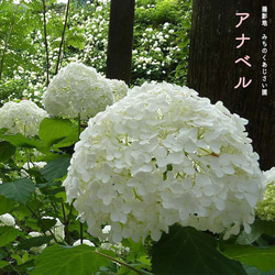 各種造型！合理的產品[Anabel White] Michinoku Hydrangea 第5張的照片