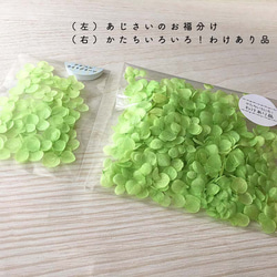 各種造型！合理的產品[Anabel Light Green] Michinoku Hydrangea 第2張的照片