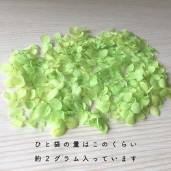 各種造型！合理的產品[Anabel Light Green] Michinoku Hydrangea 第3張的照片