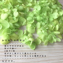 各種造型！合理的產品[Anabel Light Green] Michinoku Hydrangea 第4張的照片