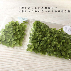 各種造型！合理的產品[Anabel Moss Green] Michinoku Hydrangea 第2張的照片