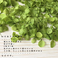 各種造型！合理的產品[Anabel Moss Green] Michinoku Hydrangea 第4張的照片