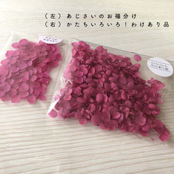 各種造型！合理的產品[Anabel Raspberry] Michinoku Hydrangea 第2張的照片